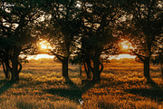 10 Sunkissed Lightroom Presets, a Preset Add-On by CVR Presets (Thumbnail 7 of 7)