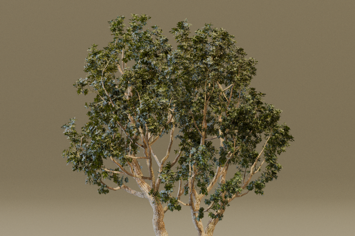 The Black Board Tree, a Plants & Tree 3D Model by FuturePastCreatives (Photo 3 of 6)