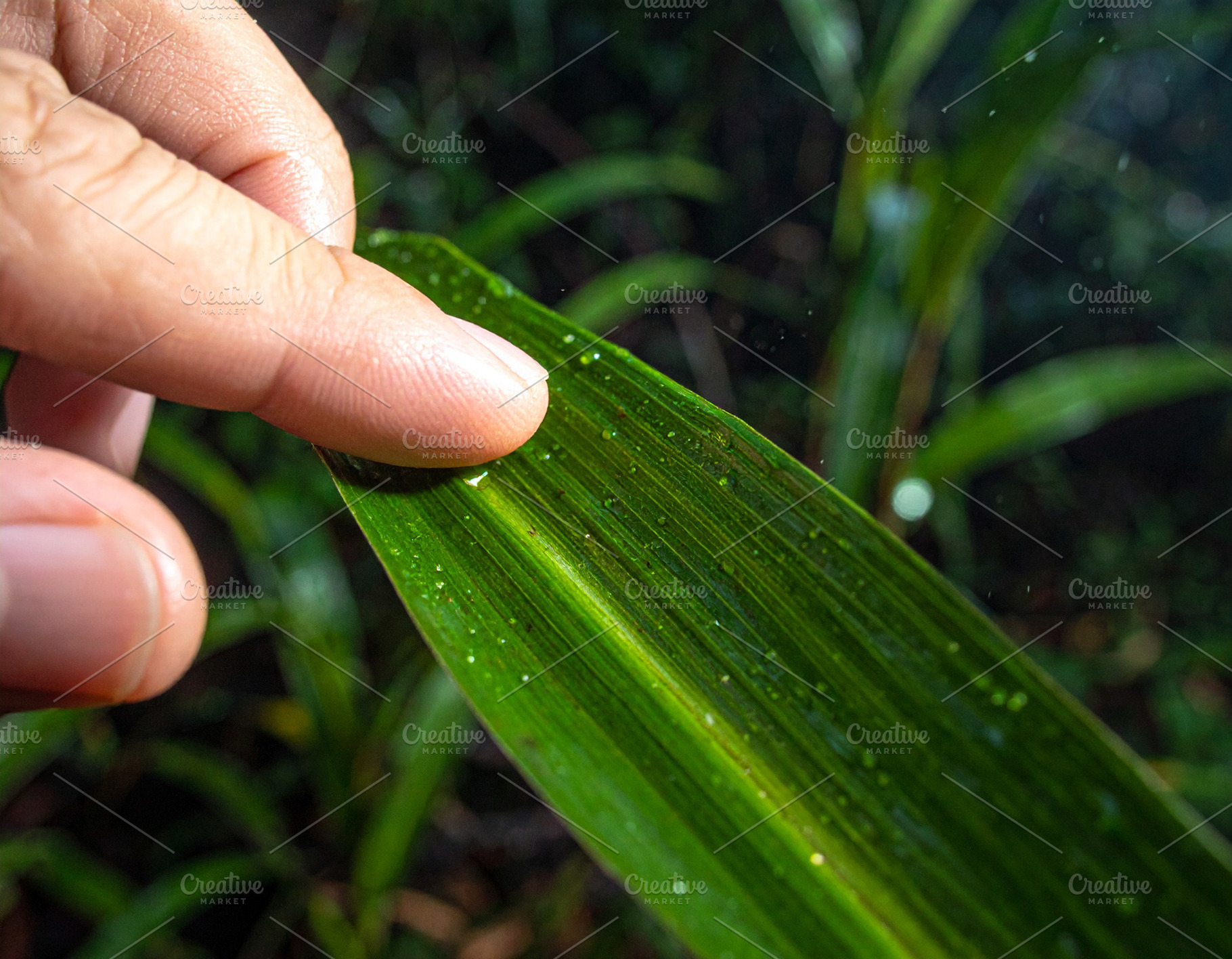 Touch of life in the mist, a Nature Photo by DanFLCreativo