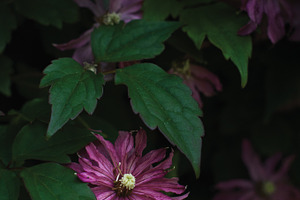 Dark Clematis