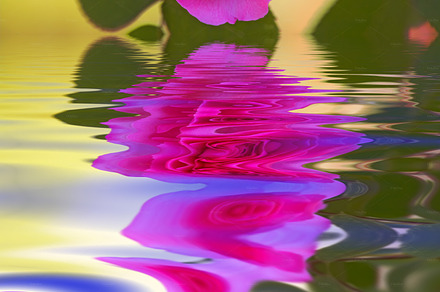 A close-up photo of a red rose reflecting in water, a Photo by Peopleimages.com