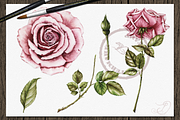 Vintage Roses Illustration, a Decorative Illustration by DioFlow (Thumbnail 3 of 5)