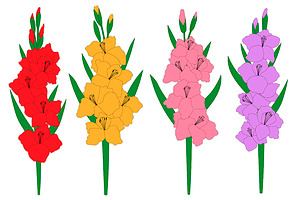 Set Gladiolus Flowers Vector