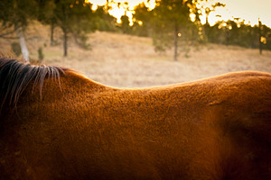 Horse Back, an Animal Photo by THP Creative