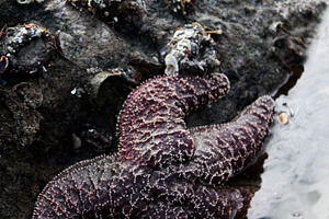 Starfish Hybrid