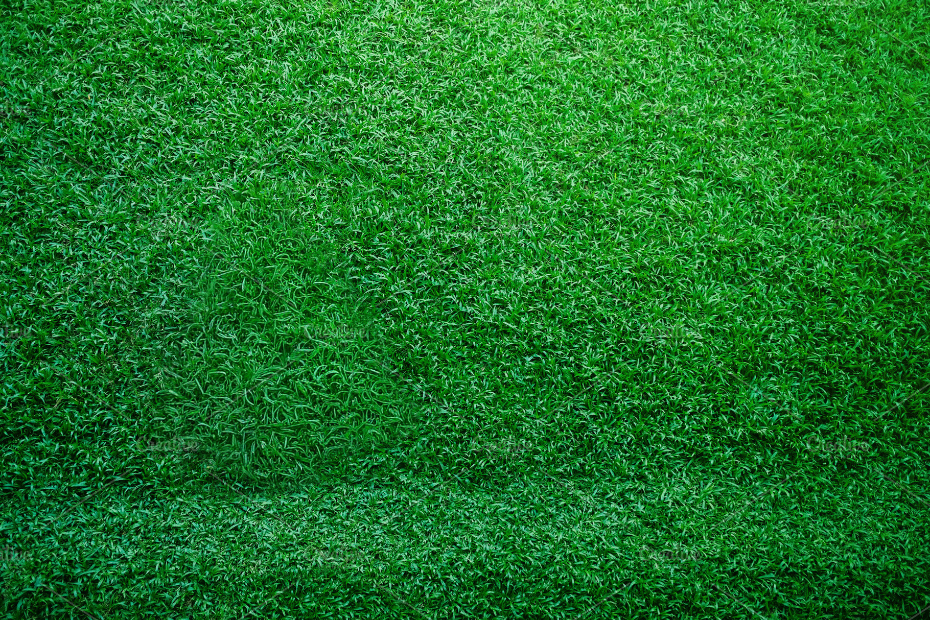 Top-down view of lush green grass forming a dense natural textur, a Photo by salmon.black