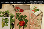 Vintage Flowers & Fruits Ephemera, a Graphic by Craftsy Crafters (Thumbnail 2 of 6)