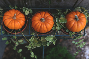 Little pumpkins containing pumpkins, little pumpkins, and orange