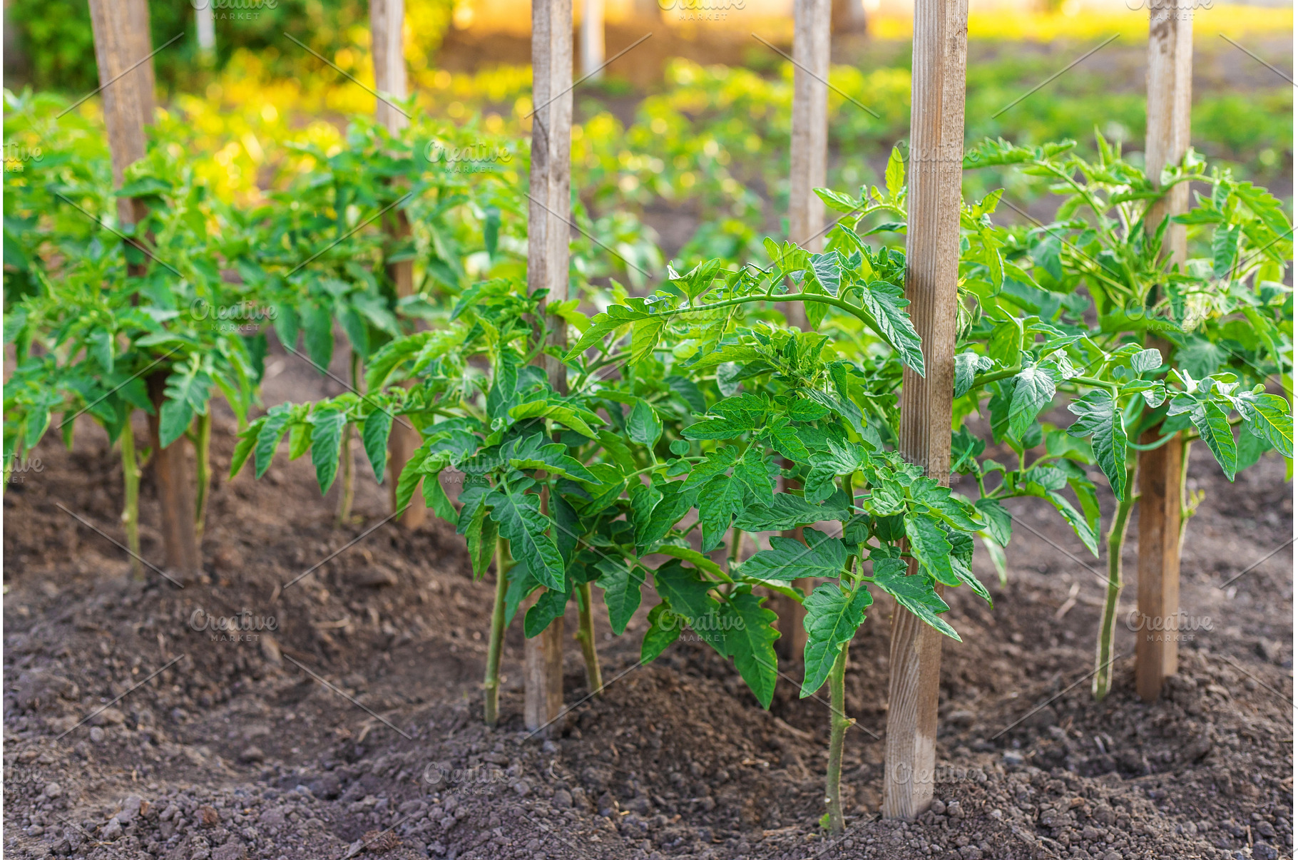 Tomato seedlings growing in the, a Nature Photo by yanadjana