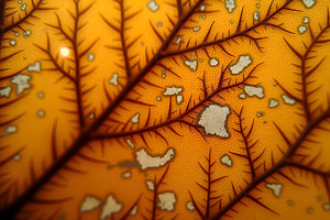 Macro Surface of Natural Dried Leaf, a Photo by LOGOCREATIVE