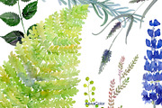 Warecolour clipart Wild herbs, a Healthcare Illustration by AqwaColor (Thumbnail 4 of 4)