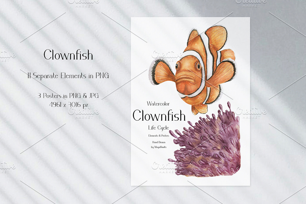 Watercolor Clownfish Life Cycle Set, an Education Illustration by MayaNavits (Photo 2 of 7)