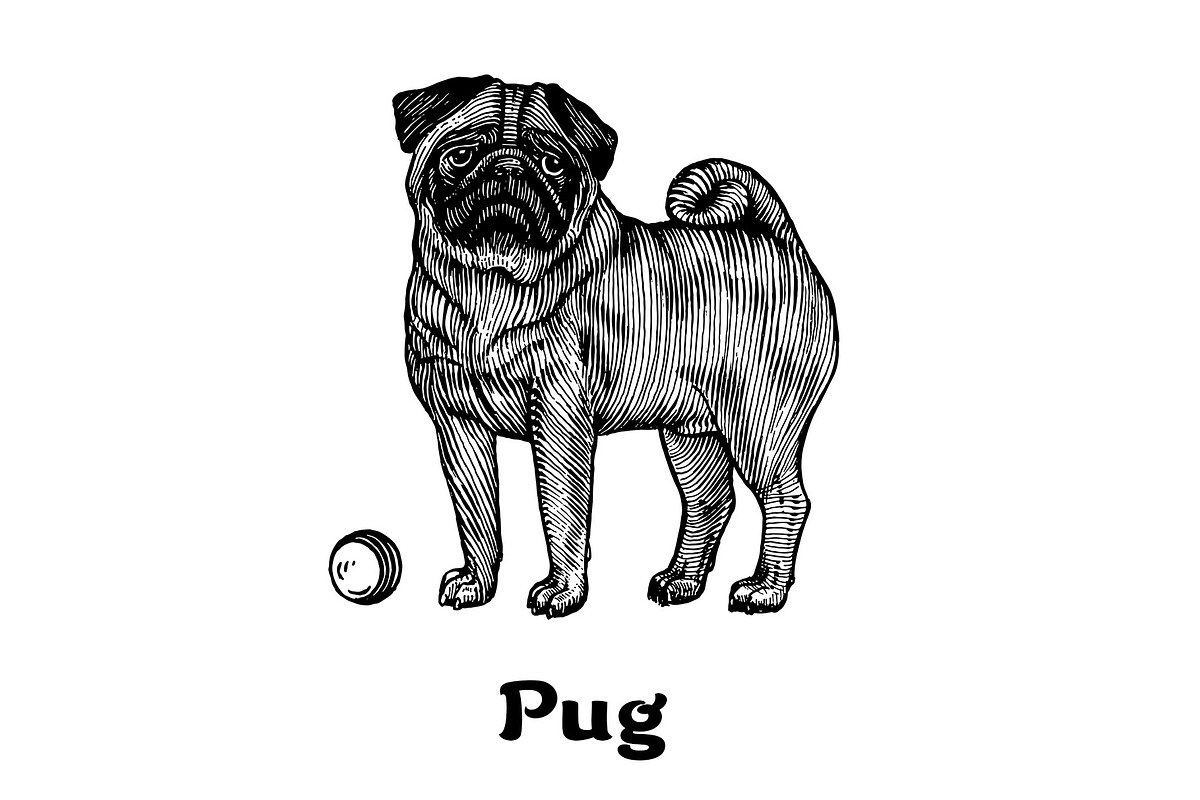Dogs collection, part 1, an Animal Illustration by ZotovShop (Photo 6 of 9)