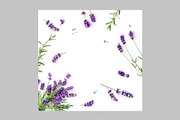 Lavender Herb Photo Pack, a Nature Photo by ifiStudio (Thumbnail 8 of 14)