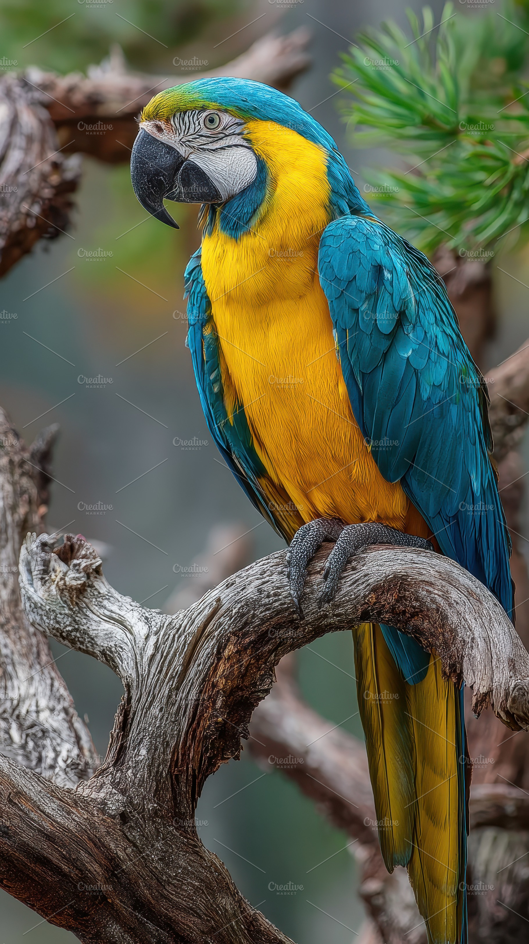 Blue and Gold Macaw perched on a bra, a Photo by Pixeness Studio