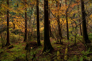 Japan Alpine Autumn 5 Forests photos, a Nature Photo by Silent Nature