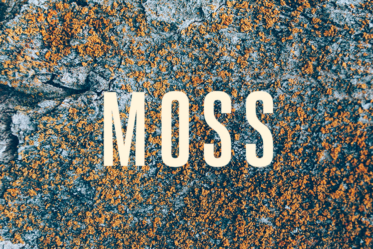 16 Moss Photo Textures preview 7