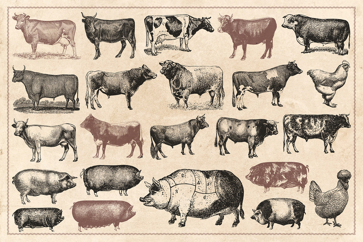 100 Vintage Farm Animals (Vector), an Animal Illustration by Brigantine Designs (Photo 4 of 7)