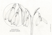 Snowdrop Flowers & Card Templates, an Illustration by Pigment Café (Thumbnail 3 of 8)