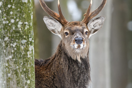 Portrait male deer in the winter forest. Animal in natural habit, an Animal Photo by Byrdyak