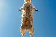 116 Flying animals, an Animal Photo by Handmadefont (Thumbnail 82 of 119)
