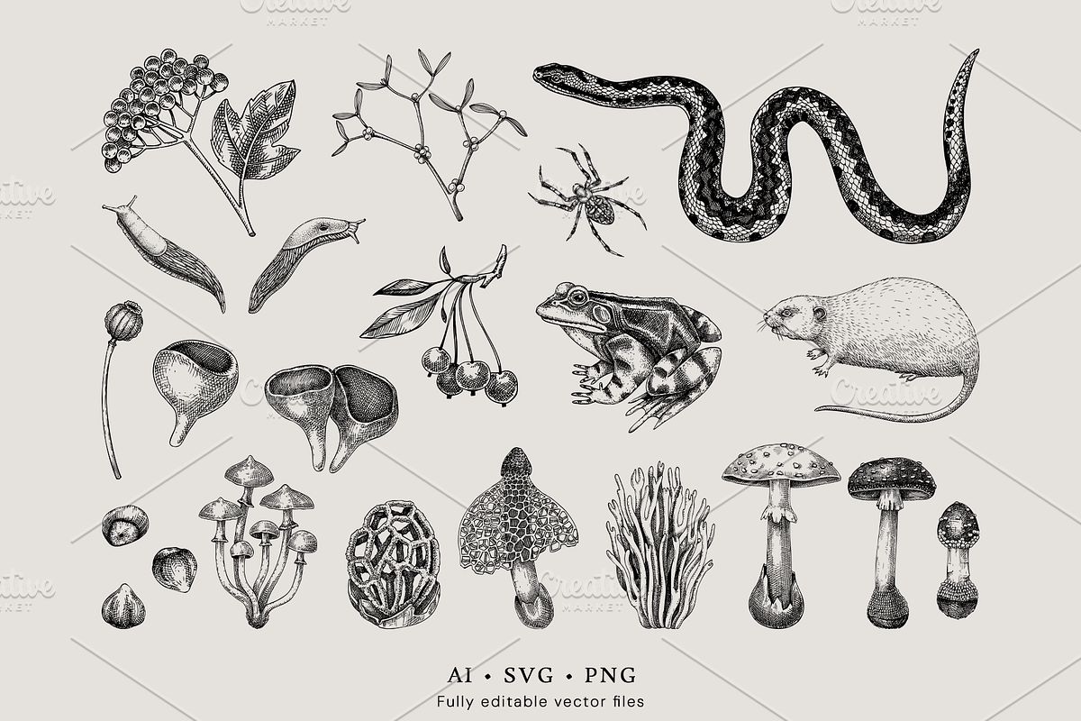 Vintage Forest Illustrations Set, an Object Graphic by Yevheniia (Photo 4 of 7)