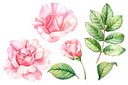 Watercolor Botanical Rose Flowers, an Illustration by Akvarelldesign (Thumbnail 2 of 3)