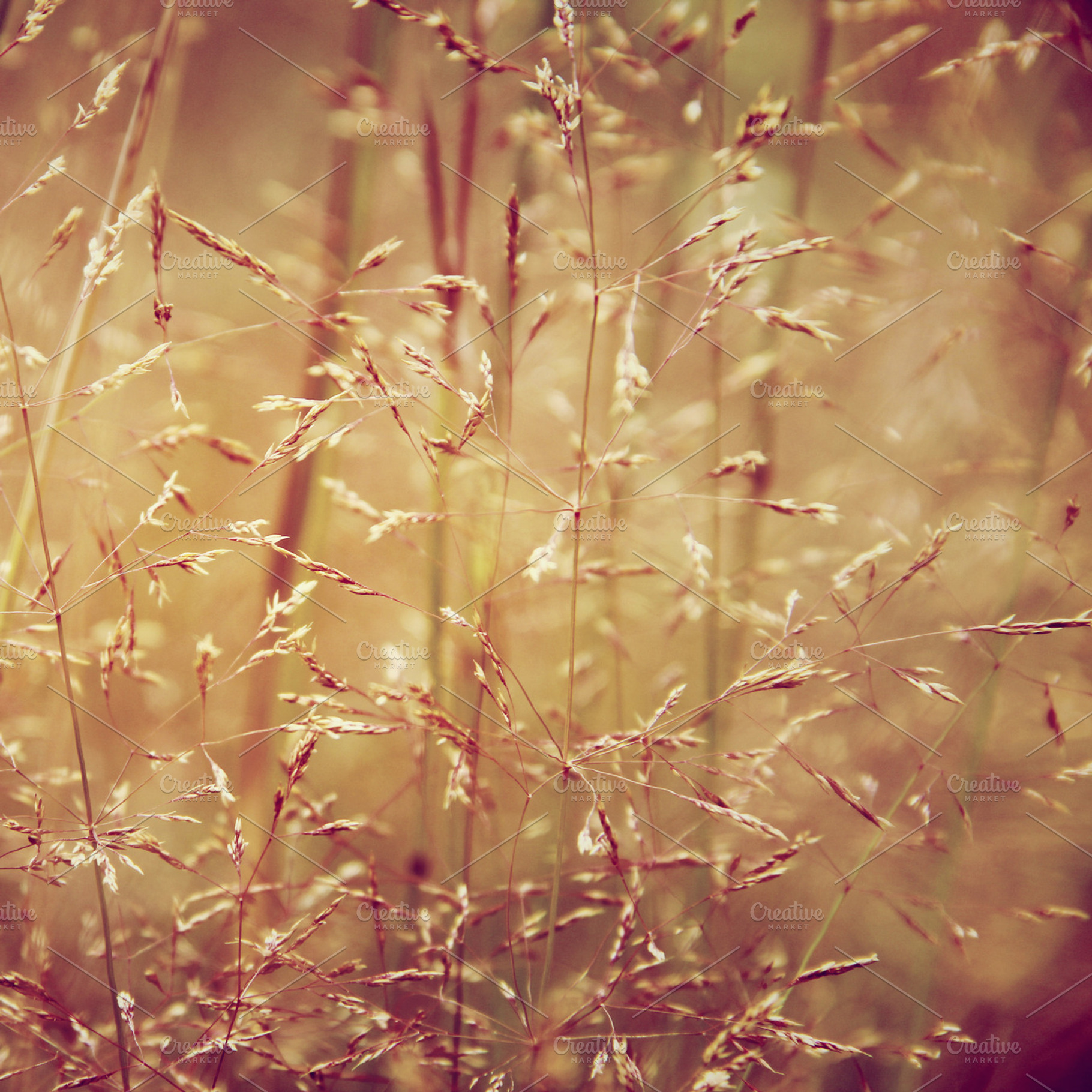 Botanical Life Featuring Grass Summer And Time