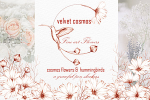 FLORAL LINE ART, Cosmos&hummingbird