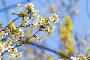 Blooming White Cherry Tree Branches