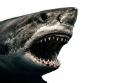 shark with mouth open png, an Animal Photo by VetalStock (Thumbnail 2 of 2)