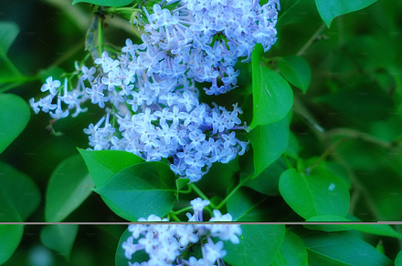 My garden, a Photo by Peopleimages.com