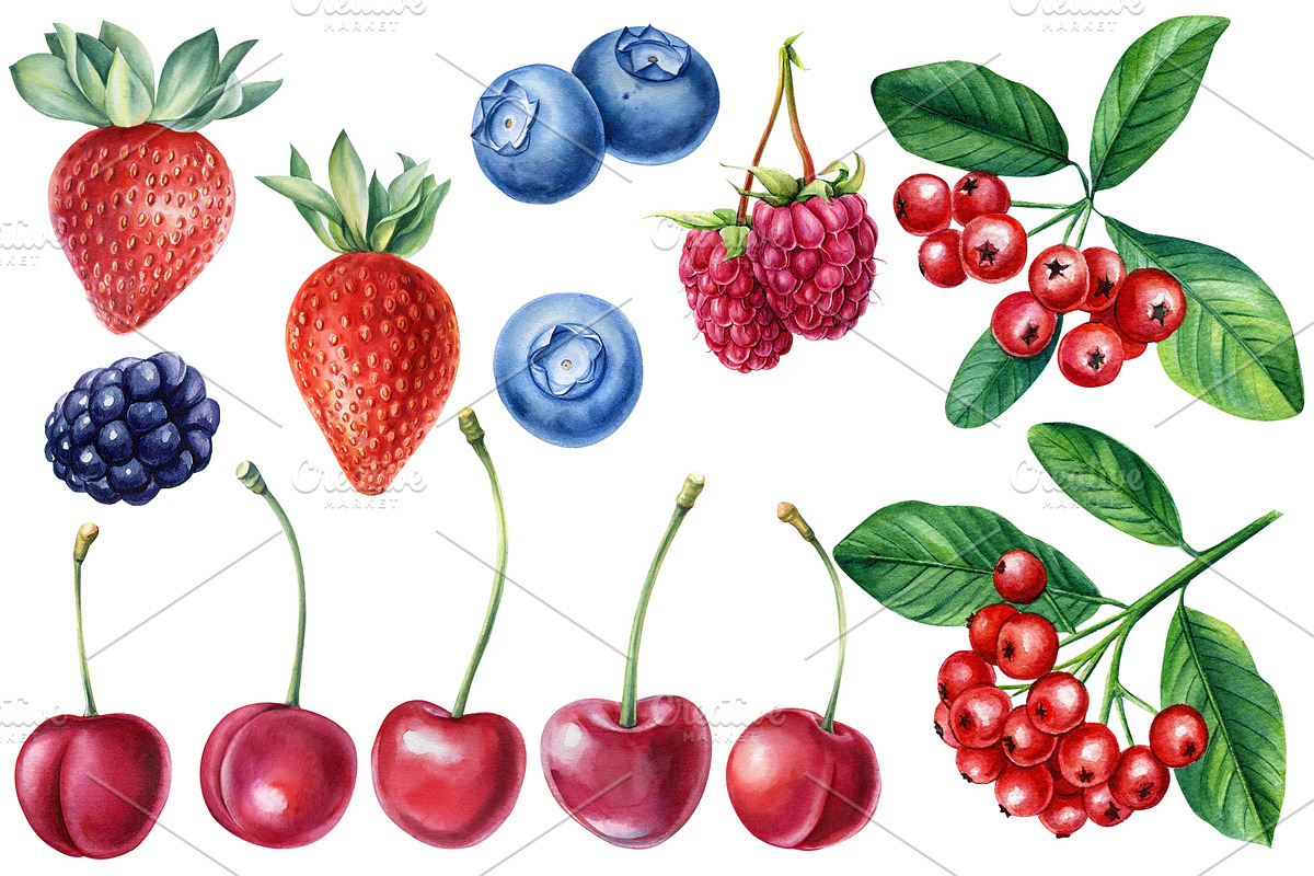 Watercolor Fresh Berries, a Decorative Illustration by Hanna Hryharenka (Photo 9 of 16)