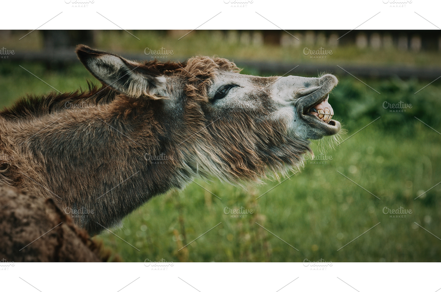 Playful Donkey with Unique Facial, an Animal Photo by Our Amazing World