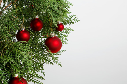 Thuja branches and hanging Christmas ornaments creating a festive display, a Photo by matucha