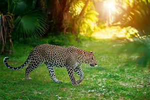 Wild leopard gracefully walks through a lush green forest during sunset hours, an Animal Photo by Byrdyak