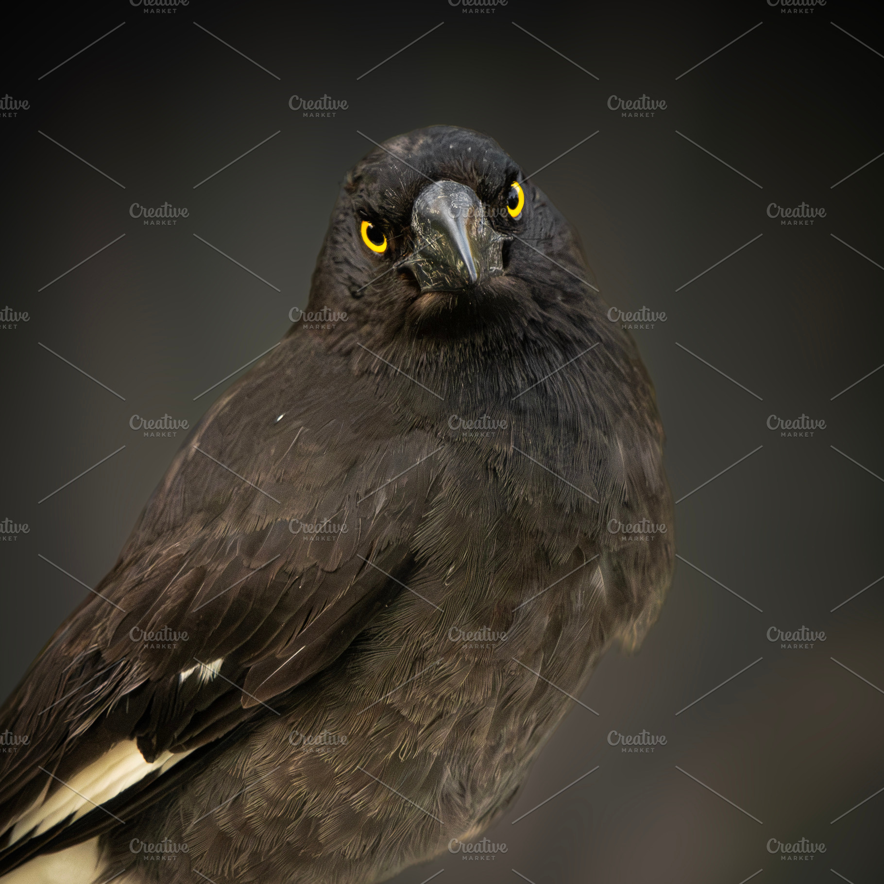 Pied Currawong, a Photo by Rob D Animal Photography