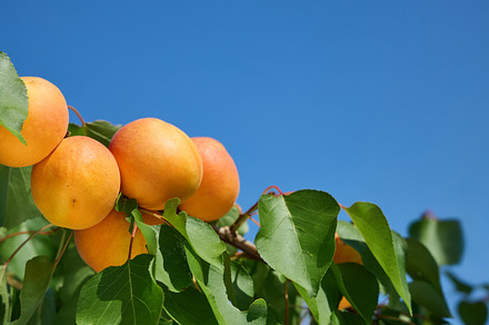 Ripe apricots hanging on tree branch with green leaves