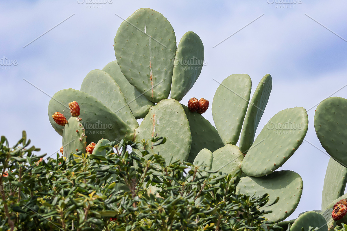 Large Wild Cactus Plant, a Nature Photo by cassini_photography (Photo 1 of 2)