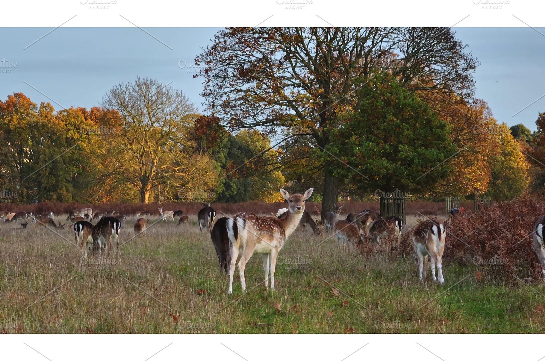 Fallow deer grazing in forest during, an Animal Photo by Goinyk