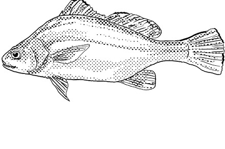 Freshwater drum or Aplodinotus grunniens Fish Cartoon Drawing, an Animal Photo by patrimonio