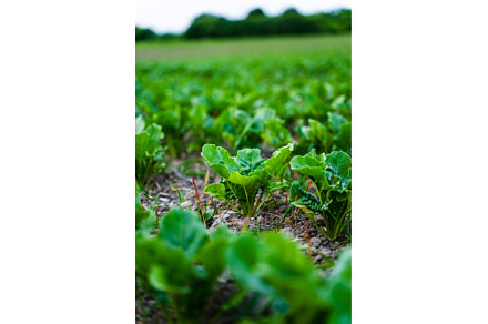 Macro view of individual sugar beet
