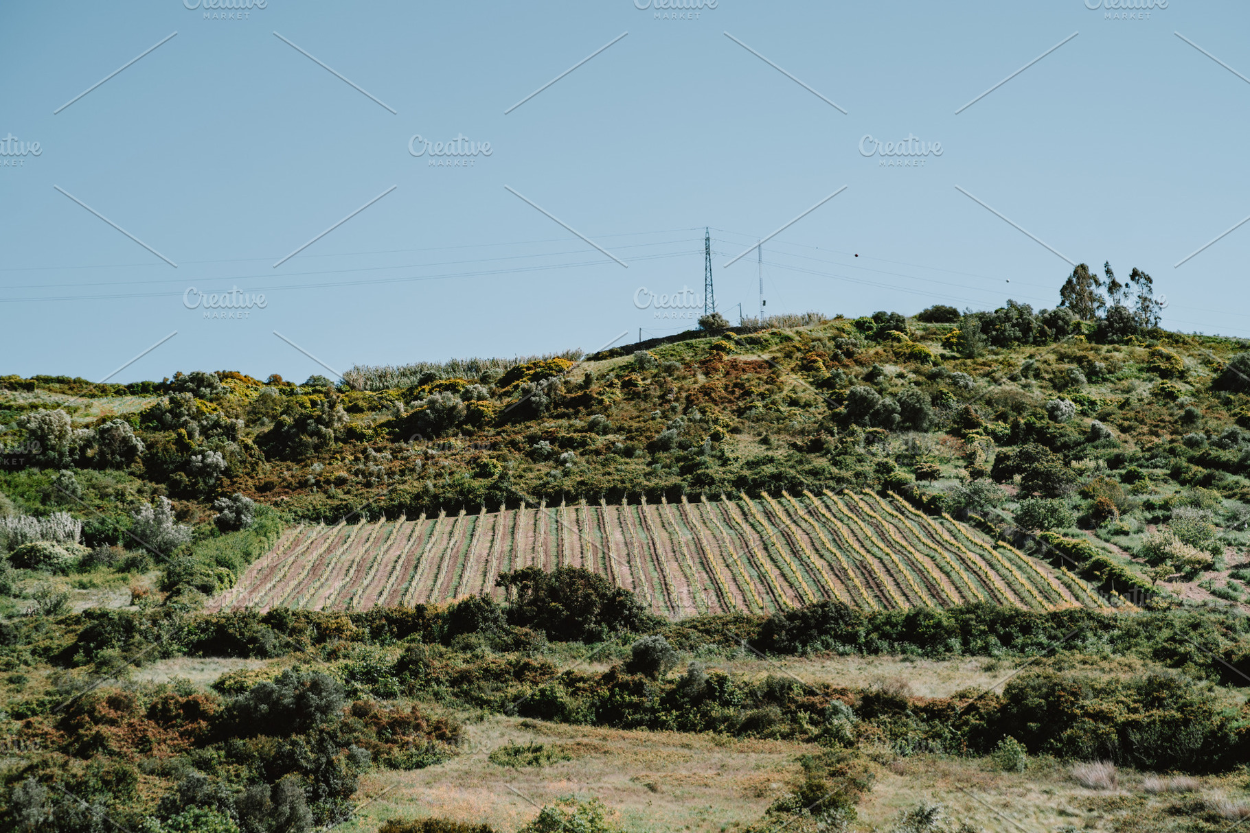 Vineyard rows on sunny hillside, a Nature Photo by SkyNext