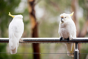 Cockatoo's In Rain, an Animal Photo by THP Creative