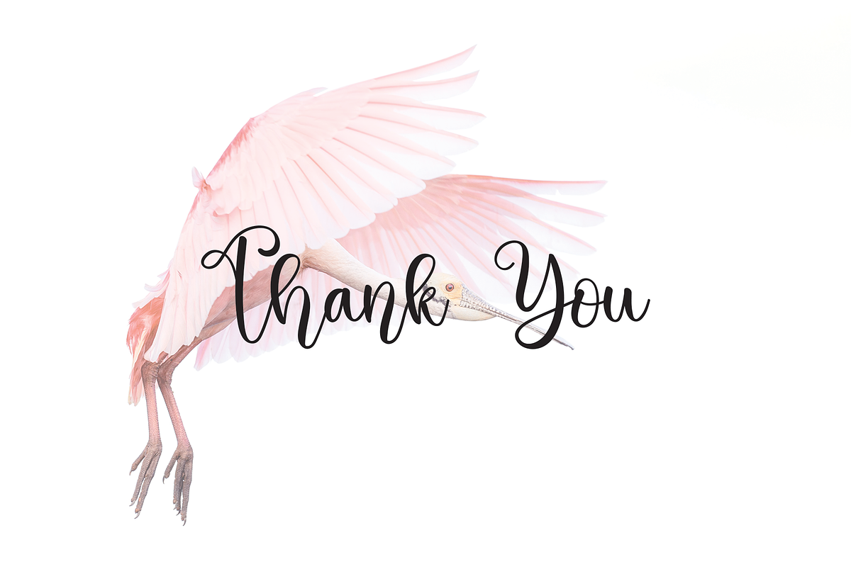 Pinkbird | Script Font, a Script Font by Scratchones (Photo 2 of 8)