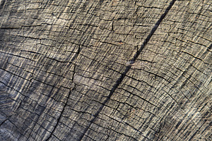 Close-up of textured, weathered wood with deep cracks and lines, a Nature Photo by Textures & Backgrounds