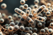52 Fictional Microscopic Organisms, an Abstract Photo by h.utomo (Thumbnail 40 of 52)
