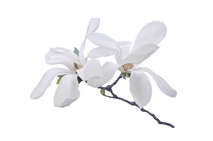 Magnolia flowers. Vector