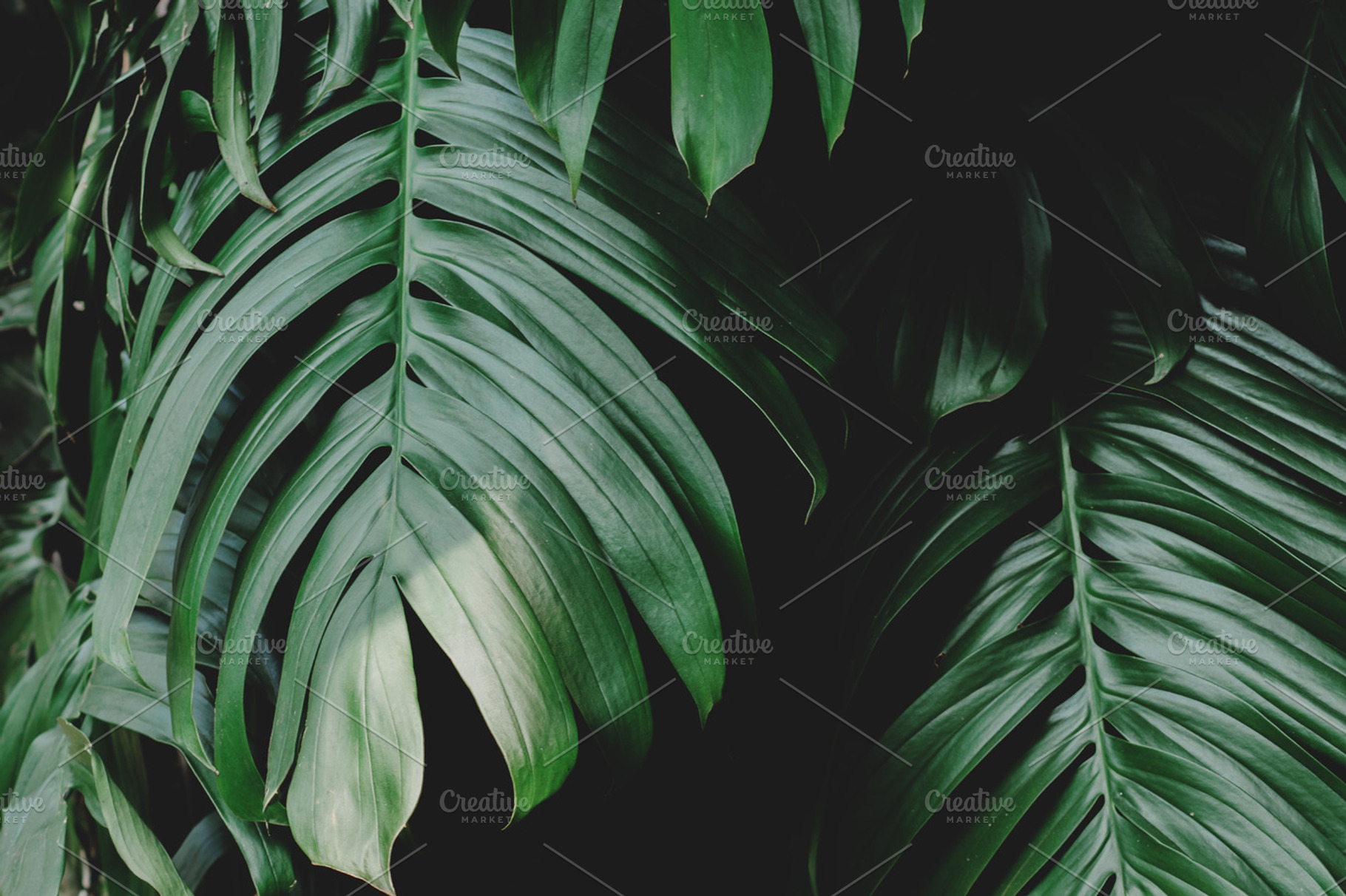 Monstera Leaves Closeup Stock Photo, a Nature Photo by René Jordaan Photography