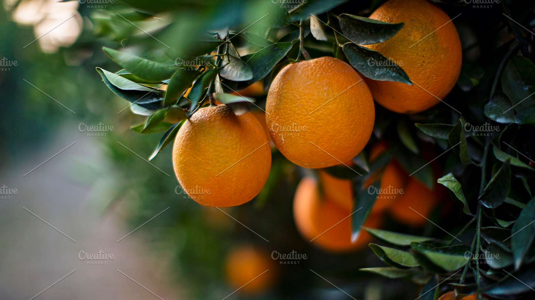 Juicy Oranges